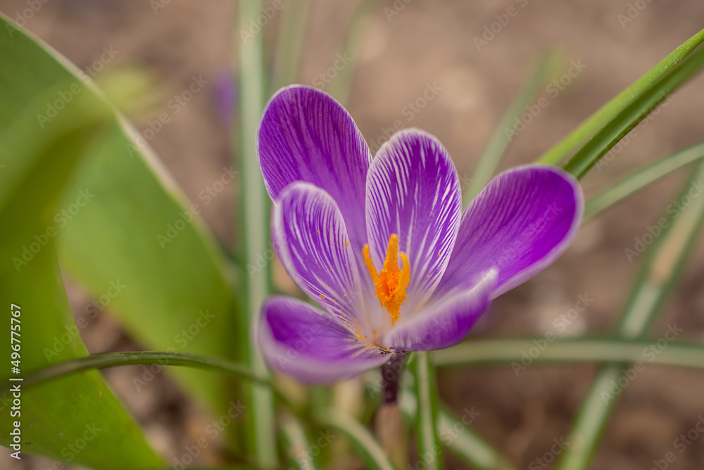 Group of purple crocus flowers on a spring meadow. Crocus blossom. Mountain flowers. Spring landscape. Group of purple crocus flowers on a spring meadow. Crocus blossom. Mountain flowers. Spring landscape.