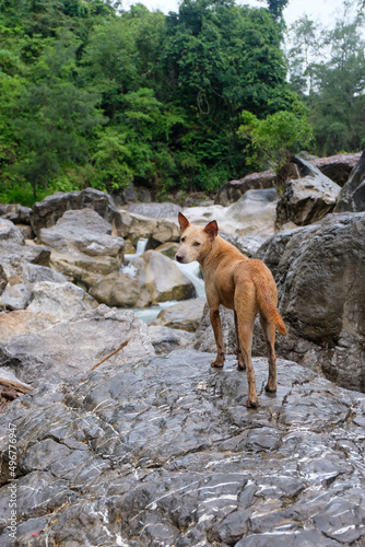 A brown dog standing on rock and looking at camera on a beautiful rocky river in the wilderness districts of Timor Leste