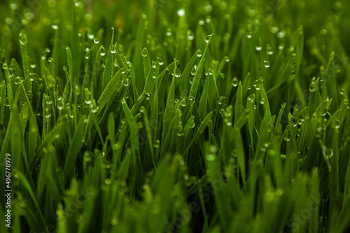 Green grass in sun summer sunlight on a blur backgrounds