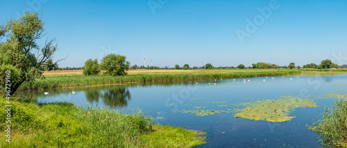 Green duckweed lake near Elbe river with group of white swans and wind turbines at sunny day and blue sky, Magdeburg, Germany..