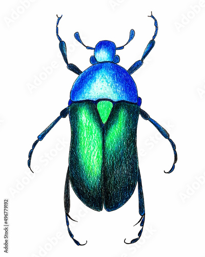 Beetle sketch pencil hand drawing vector. Vector illustration