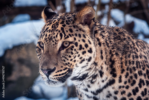 Persian leopard (Panthera pardus saxicolor) in winter. photo