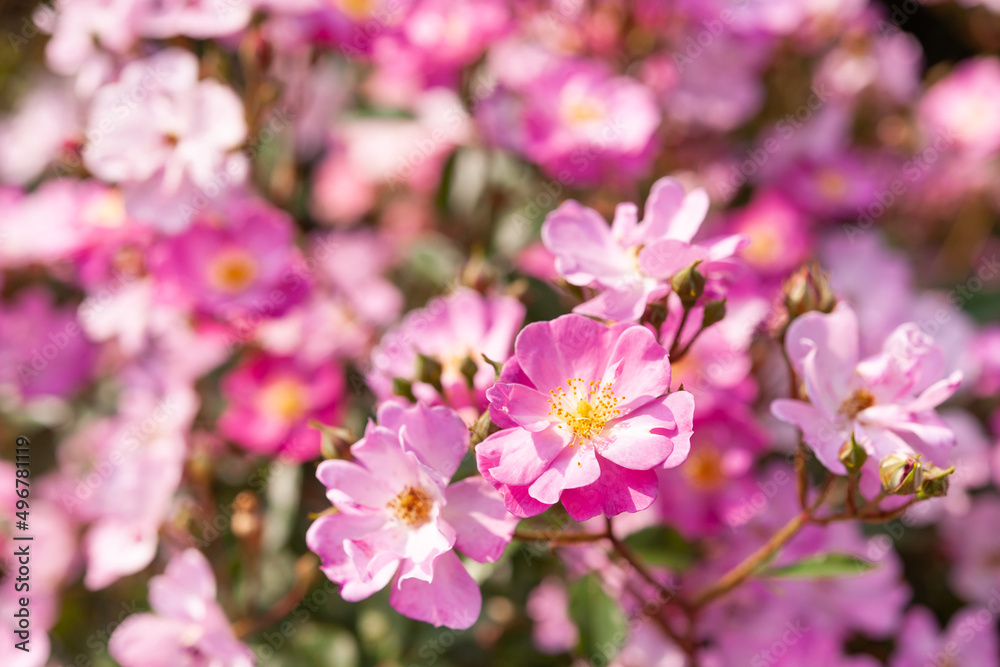 小さな薔薇