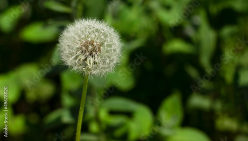 Macro photography of a dandelion over green grass. Freshness  nature and life concept
