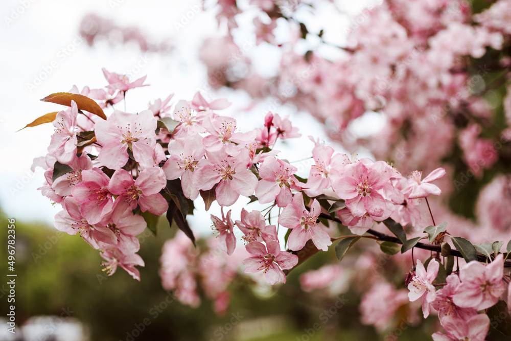 Obraz premium Branch of apple tree in blossom in spring, pink blooming apple tree.