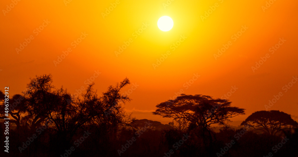 African sunset with acacia trees in Masai Mara, Kenya. Savannah background in Africa. Typical landscape in Kenya.