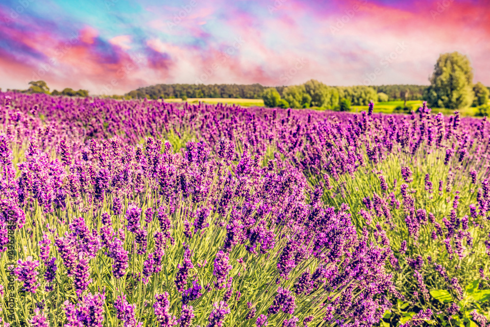 Fototapeta premium Lavender flower field landscape at sunset