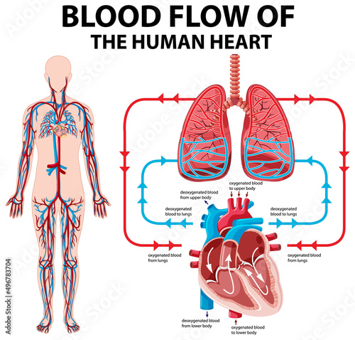 Diagram showing blood flow of human heart