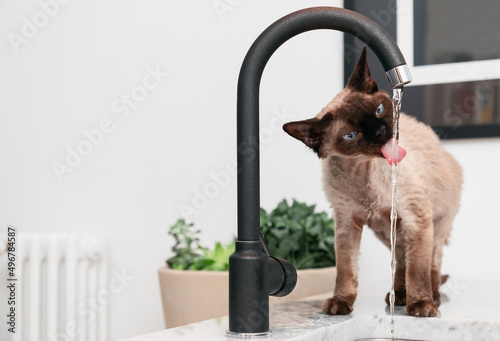 Obraz na plátně Young Devon Rex cat (Blu Point type) in the kitchen drinking tap watert (Selecti