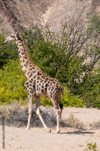Impression of an Angolan Giraffe - Giraffa giraffa angolensis - wandering through the desert in north western  Namibia.