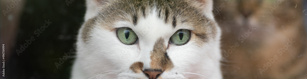 見つめる猫 キジトラ白 見つめる猫 キジトラ白