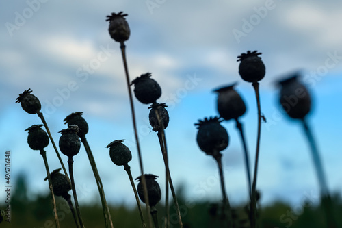 Silhouettes of opium papaver heads against the blue evening sky. Poppy seed pods waiting for harvesting.
