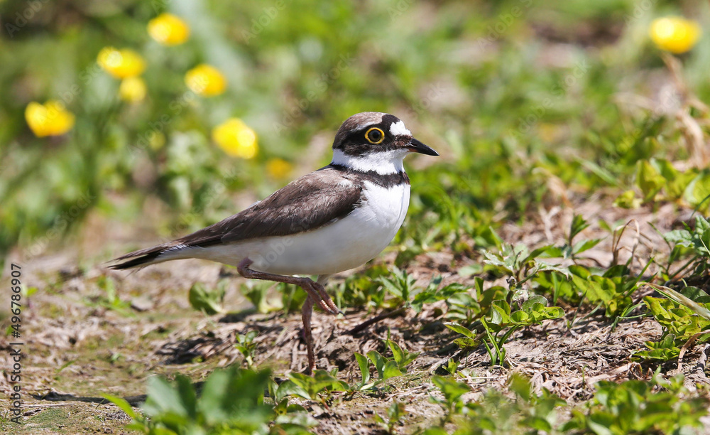 Little ringed plover on the breedeng place in the floodplain of the Pripyat River