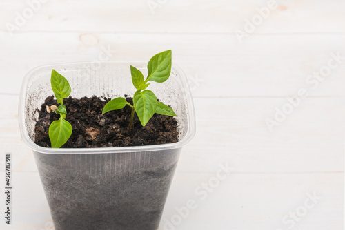 Growing sweet pepper seedlings in a plastic box at home on the windowsill. Gardening concept. Copy space