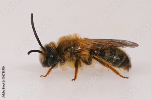 Detailed closeup on a male Grey-gastered mining bee against a white background photo