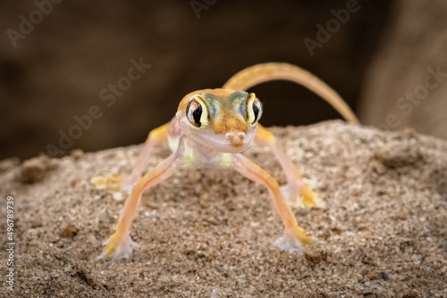 A Namib sand gecko, lizard
 photo