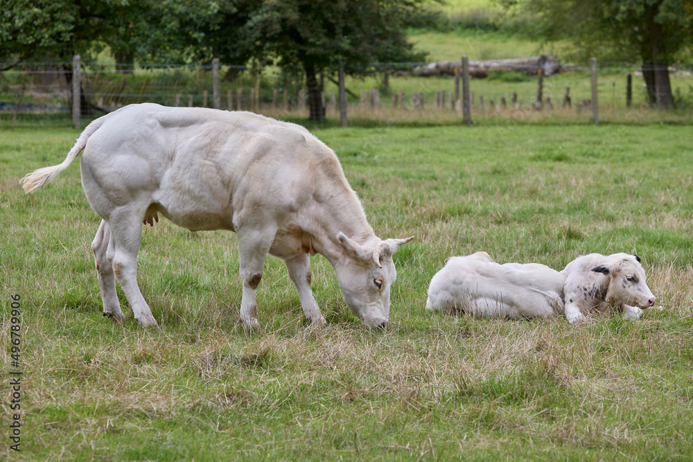 White cow with calves in meadow