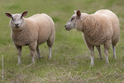 Two white Flemish sheep in meadow