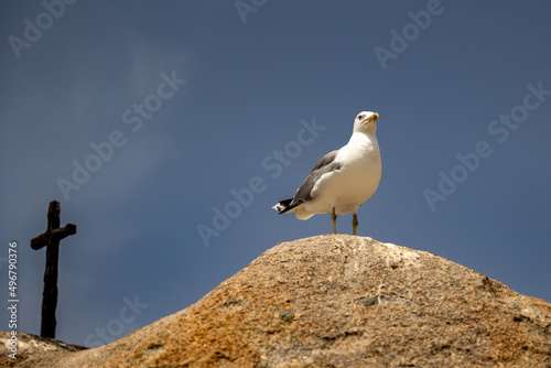 The seagull and thecross at Lavezzi islands photo