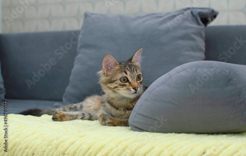 beautiful little grey kitty is sitting on a grey sofa. The concept of pets