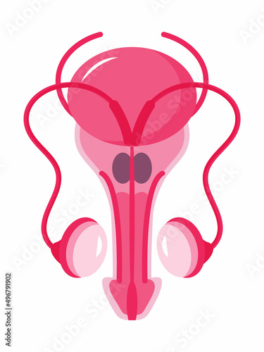 Prostate icon concept vector. Andrologist illustration of andrology for web, landing page, blog. Ovary, testis, adrenal gland are shown.