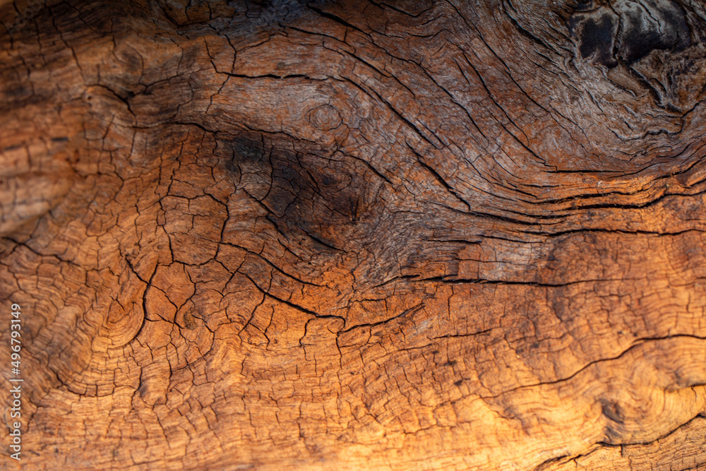 Fototapeta premium Old wood background Tree texture