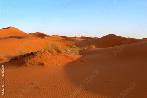 Shadows and small bush in the sand dunes of Erg Chebbi desert during golden hour at sunset in Morcco