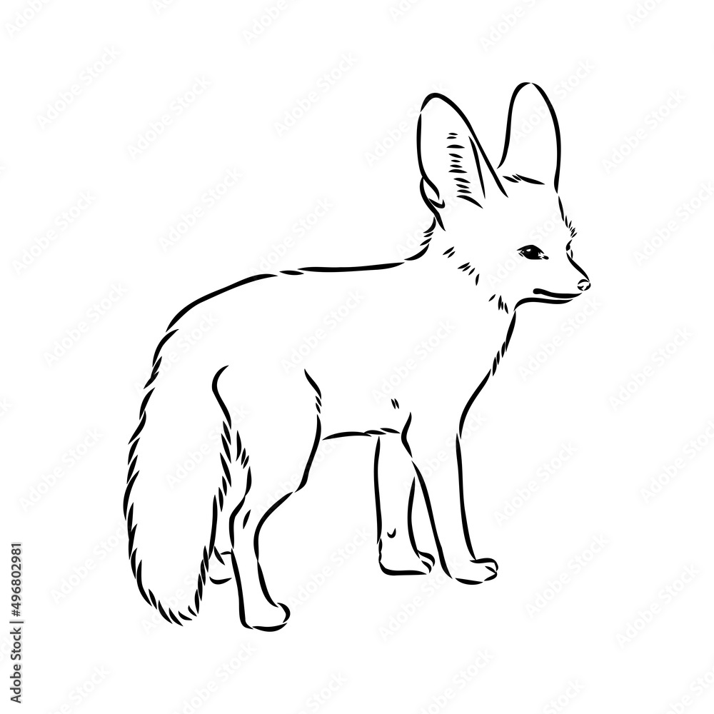 Vector illustration of a young fennec fox walking. fox fenek vector sketch Stock Vector Adobe