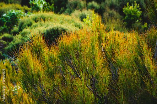 Closeup shot of different types of plants and grasses densely spread in a forest photo