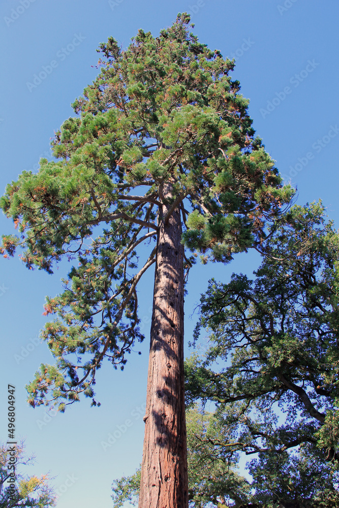 Fototapeta premium arbre gigantesque