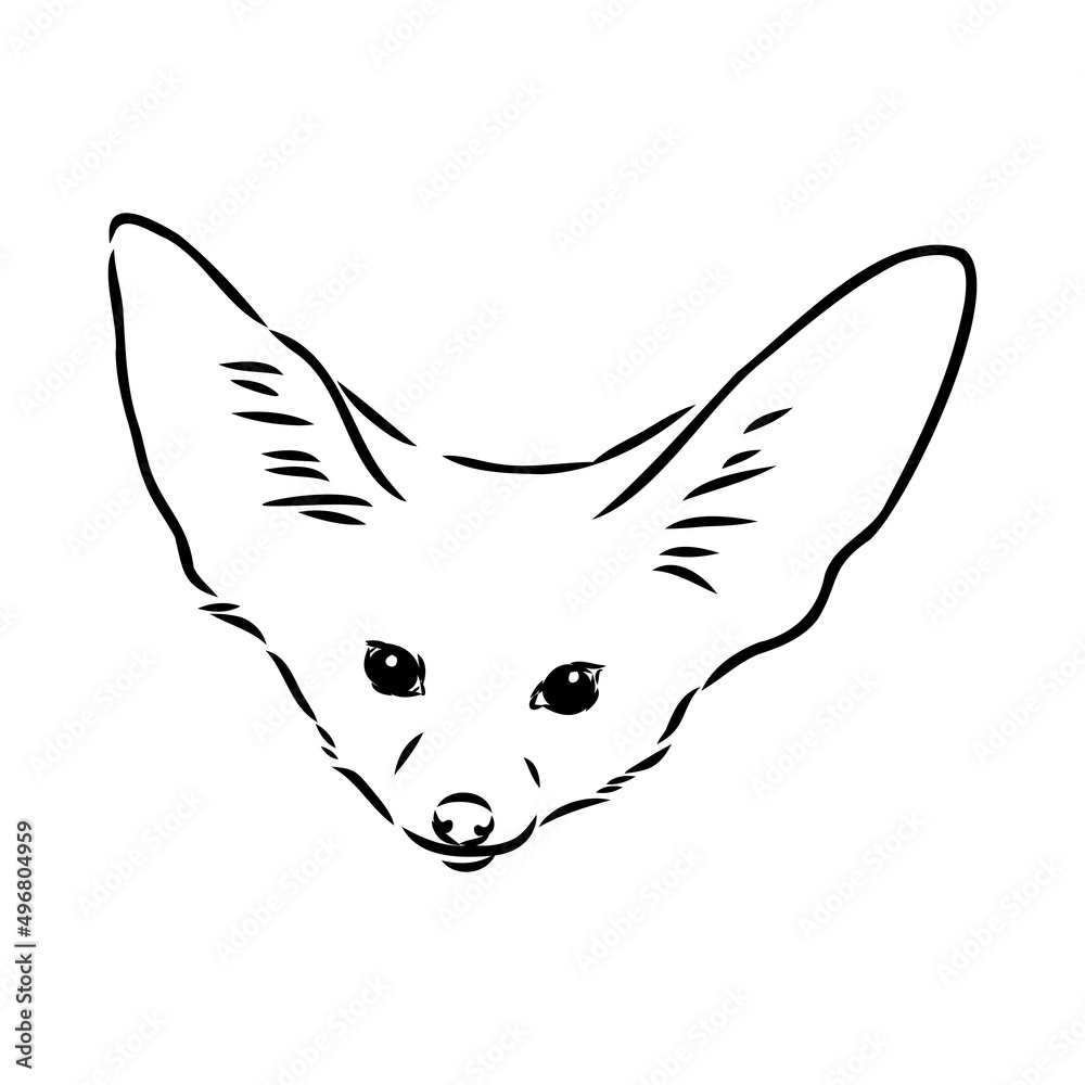 Obraz premium Vector illustration of a young fennec fox walking. fox fenek vector sketch