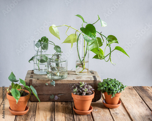 Wallpaper Mural Auswahl verschiedener Zimmerpflanzen im Blumentopf, Sukkulente und Efeutute cutting in Glasvase Torontodigital.ca