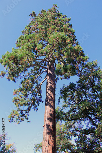 arbre gigantesque photo