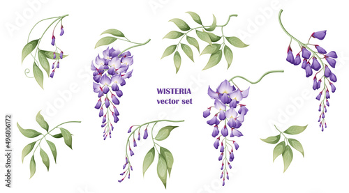 Set of purple wisteria flowers and leaves. Great for decor and spring decoration