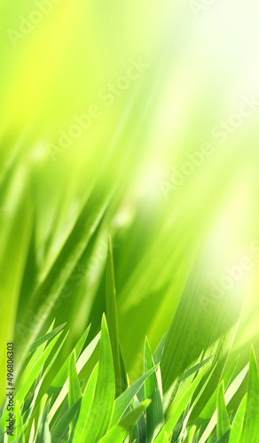 Sunny spring background with green grass. Vertical summer banner with leaves on abstract greenery backdrop