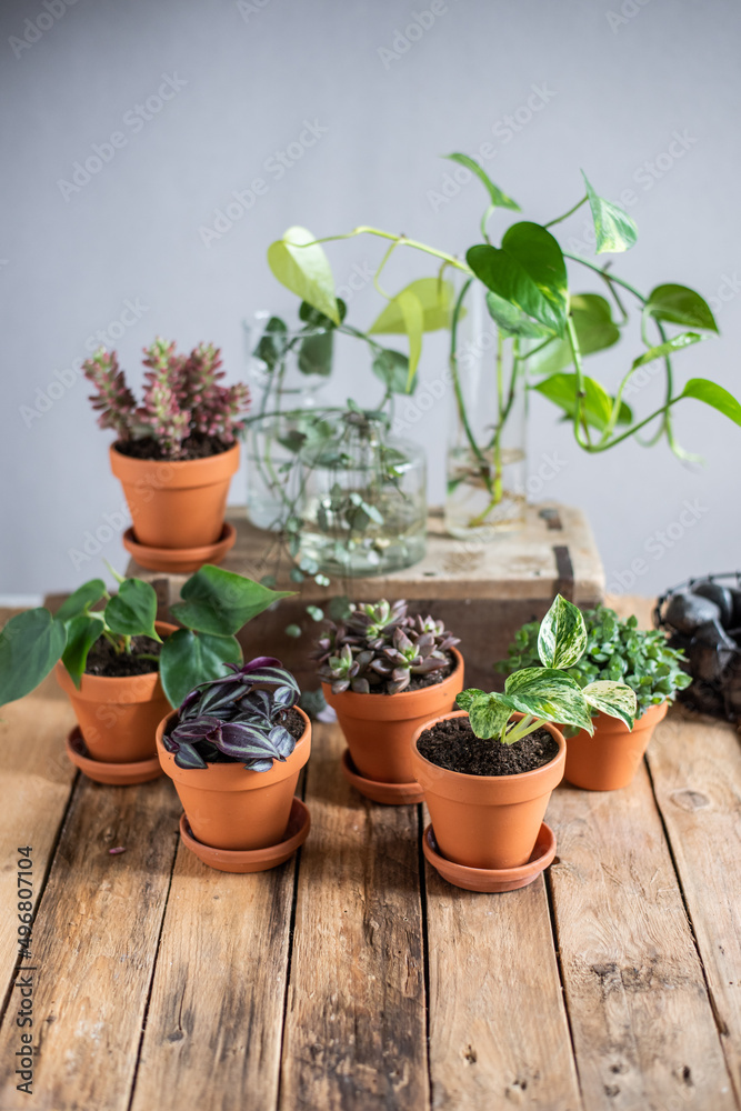 Kleine Pflanzen  im Blumentopf, Auswahl verschiedener Zimmerpflanzen,
