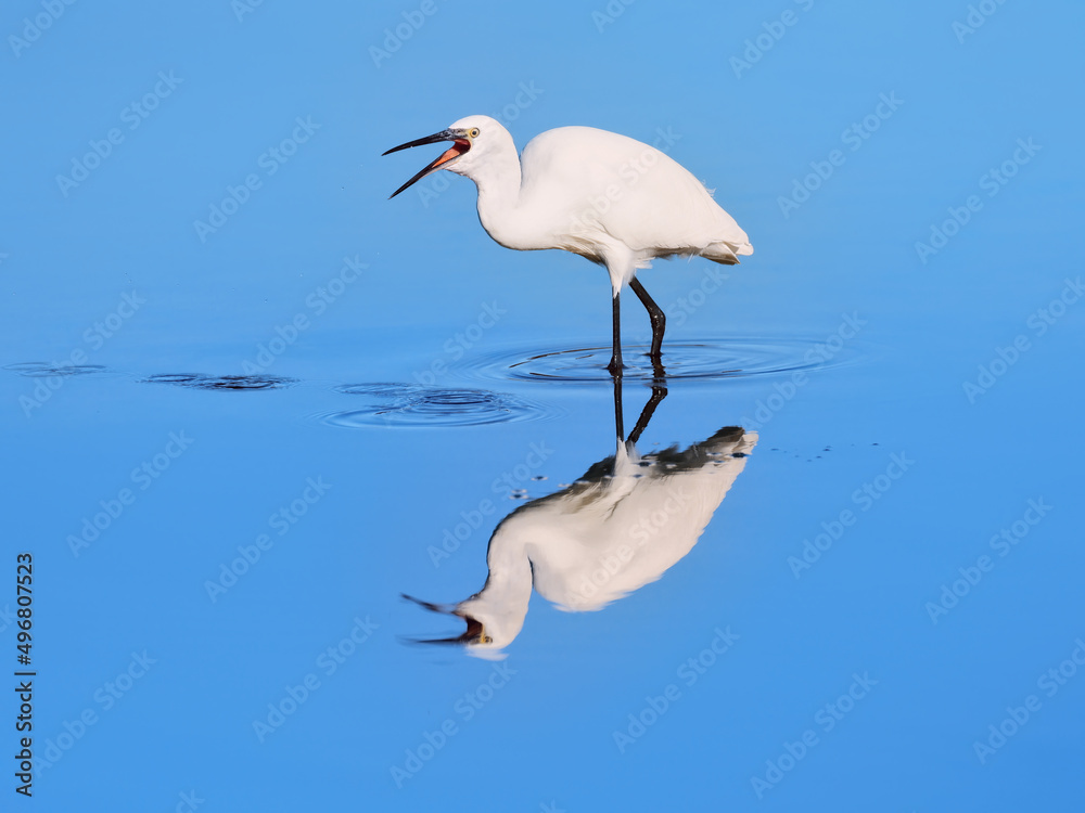 Obraz premium Snowy Egret swallowing food. Milnerton Lagoon, Cape Town, South Africa.