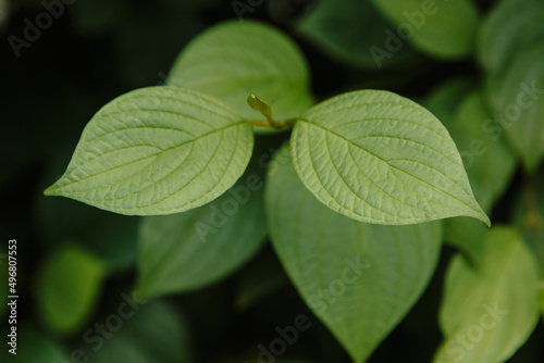 A green bush with leaves of a snowberry