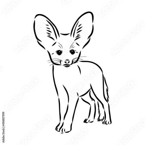 Vector illustration of a young fennec fox walking. fox fenek vector sketch