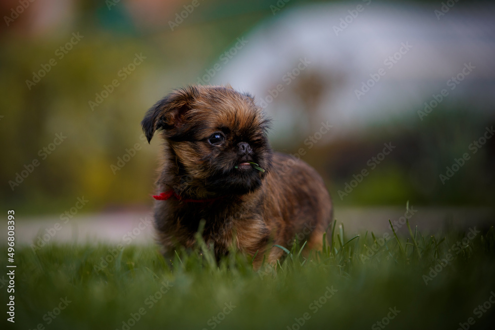 brussels griffon in summer garden