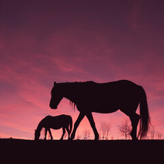 Fotobehang Roze Paard silhouet in weide bij zonsondergang  © Ismael