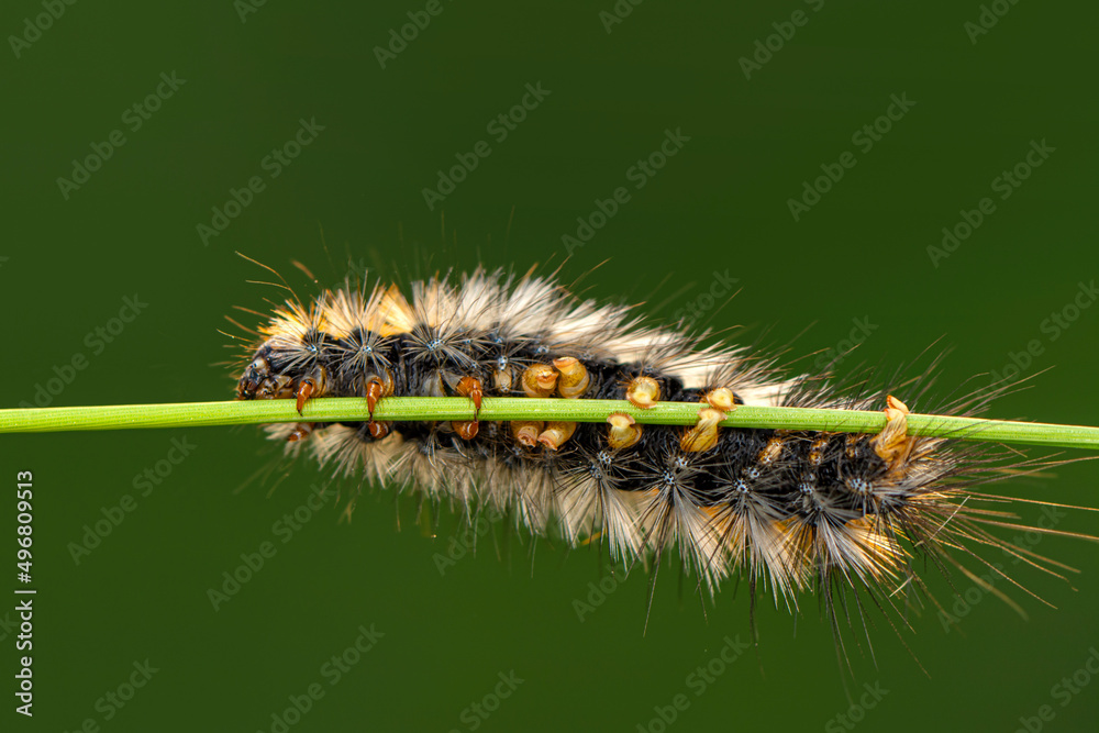 Macro shots, Beautiful nature scene. Close up beautiful caterpillar of butterfly Macro shots, Beautiful nature scene. Close up beautiful caterpillar of butterfly