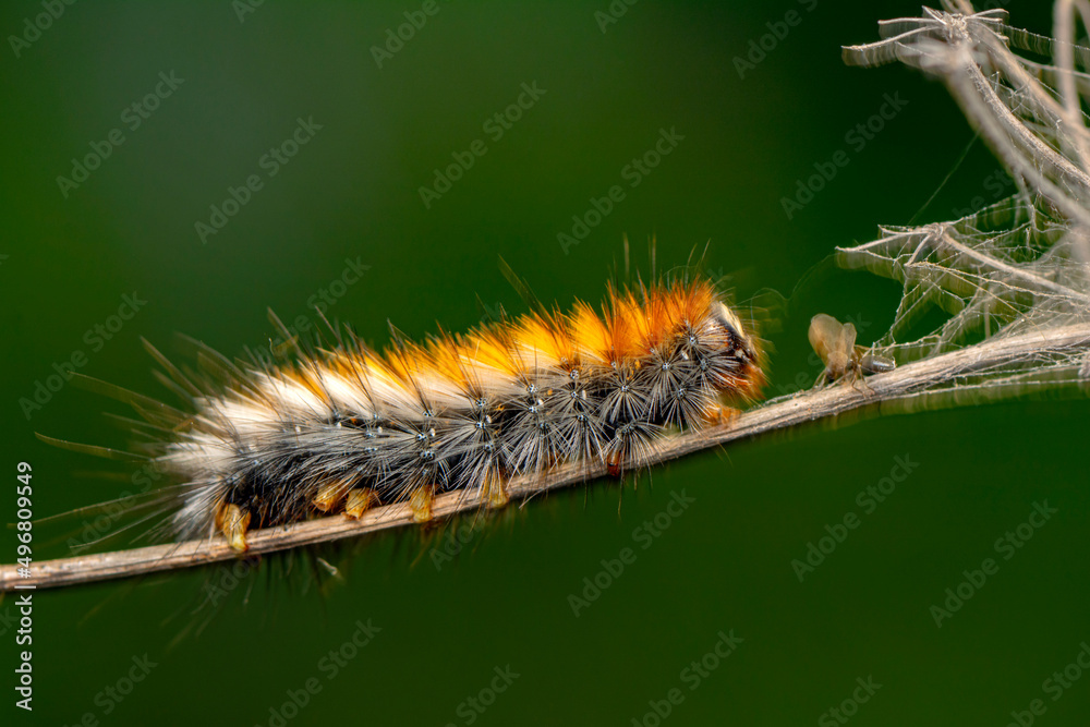 Macro shots, Beautiful nature scene. Close up beautiful caterpillar of butterfly Macro shots, Beautiful nature scene. Close up beautiful caterpillar of butterfly