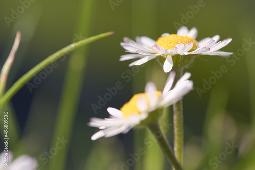 Daisy with a lot of bokeh on a meadow. Flowers one behind the other in ground view.