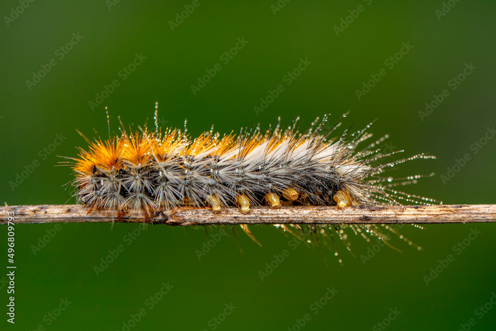 Macro shots, Beautiful nature scene. Close up beautiful caterpillar of butterfly Macro shots, Beautiful nature scene. Close up beautiful caterpillar of butterfly