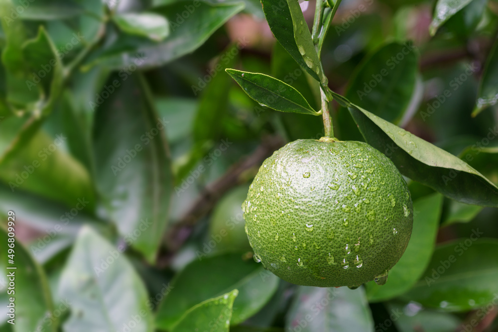 green orange ripening on a tree green orange ripening on a tree