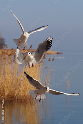 Seagulls fly elegantly over the blue water in the air to fishing. Color sea landscape photo.