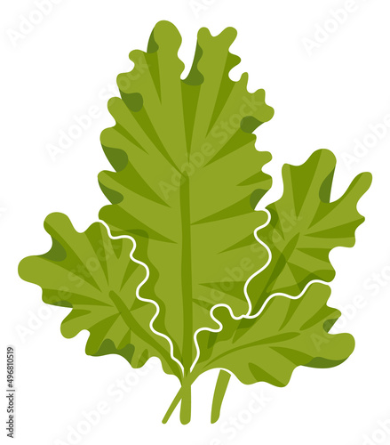Sea lettuce. Underwater plant. Green aquatic seaweed