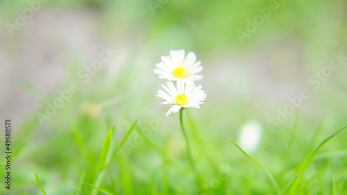 Daisy with lots of bokeh on a meadow. bright out of focus on the flower.