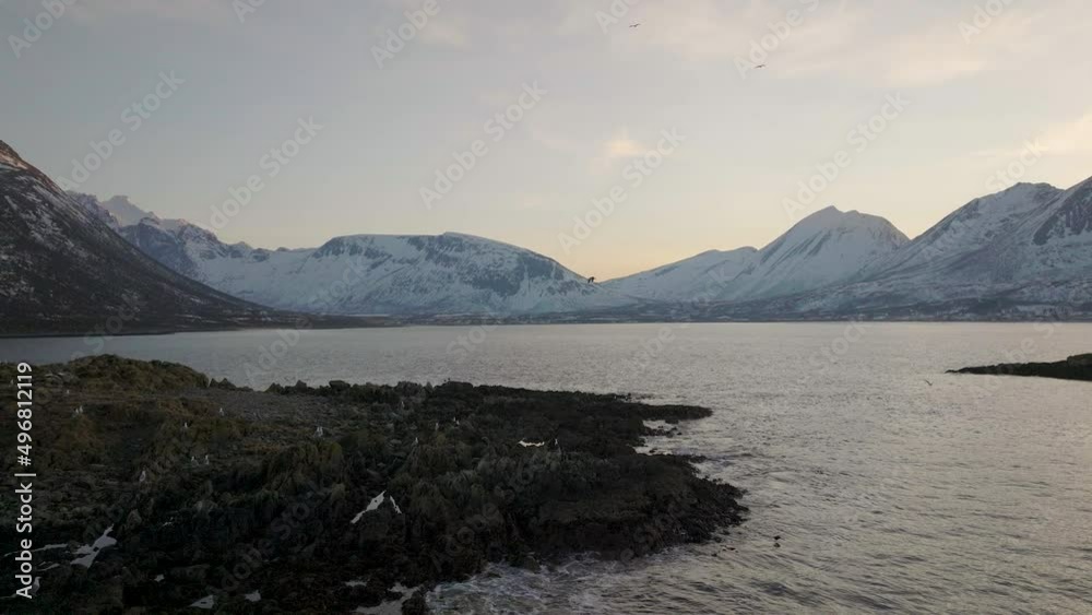 Seagulls Flying With Eurasian Oystercatchers Nesting On Rugged Island In Tromvik, Kvaloya, Norway At Dusk. wide aerial drone